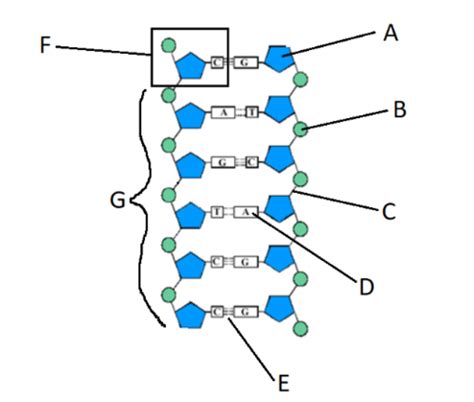 9th grade biology test flashcards